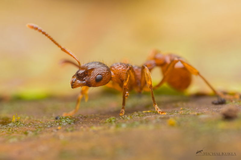 File:Myrmica ruginodis (1), Michal Kukla.jpg