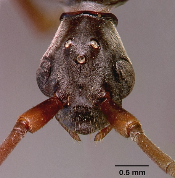 File:Pachycondyla analis sam-hym-c000749a head 1.jpg