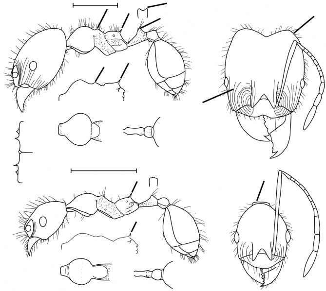 File:Pheidole aciculata Wilson 2003.jpg