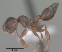 Crematogaster isolata casent0102832 profile 1.jpg