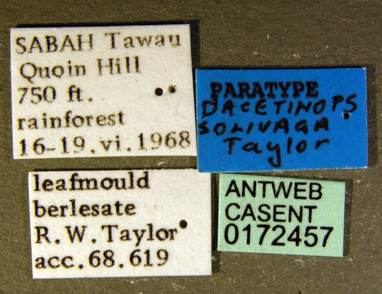 File:Dacetinops solivagus casent0172457 label 1.jpg