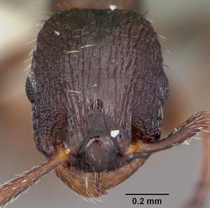 Leptothorax sphagnicola casent0104801 head 1.jpg