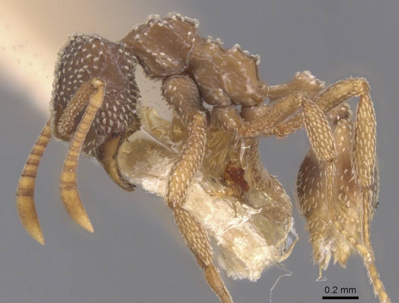 File:Myrmicocrypta urichi casent0912513 p 1 high.jpg