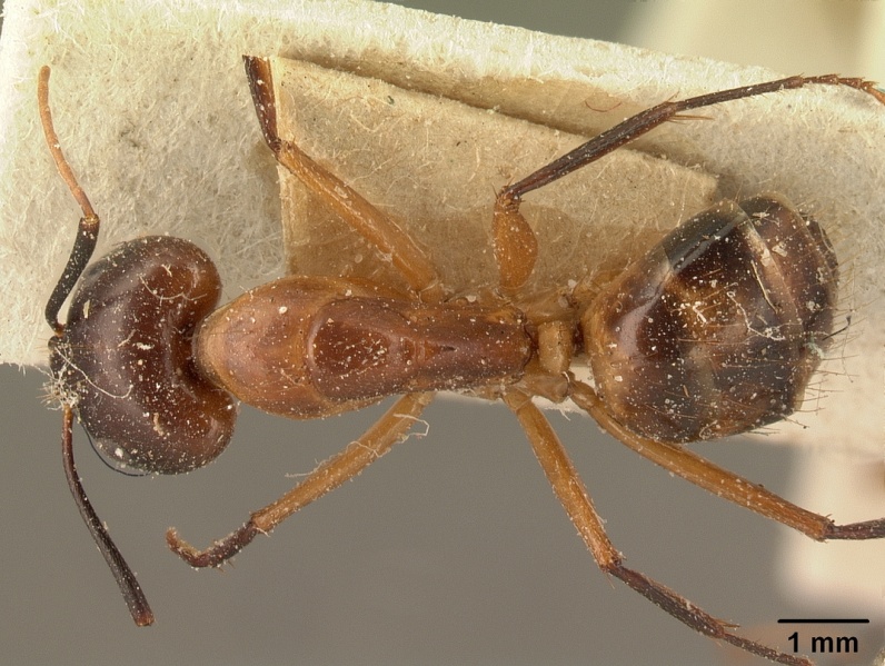 File:Camponotus hova casent0101099 dorsal 1.jpg