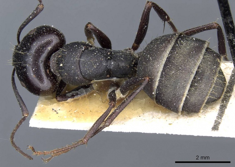 File:Camponotus rufoglaucus casent0905357 d 1 high.jpg