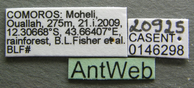 File:Crematogaster voeltzkowi casent0146298 label 1.jpg