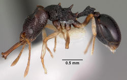 Microdaceton viriosum casent0102252 profile 1.jpg