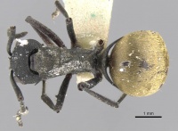 Polyrhachis rupicapra casent0906783 d 1 high.jpg