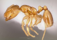 Solenopsis molesta casent0005805 profile 1.jpg