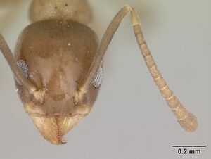 Technomyrmex difficilis casent0419194 head 1.jpg