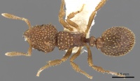 Calyptomyrmex nedjem casent0900987 d 1 high.jpg