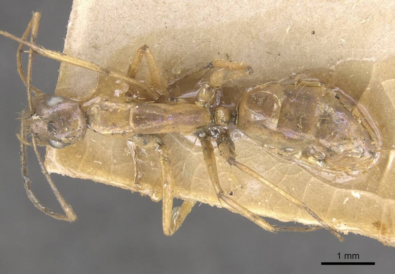 File:Camponotus lilianae casent0910556 d 1 high.jpg