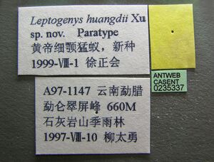 Leptogenys huangdii casent0235337 l 1 high.jpg