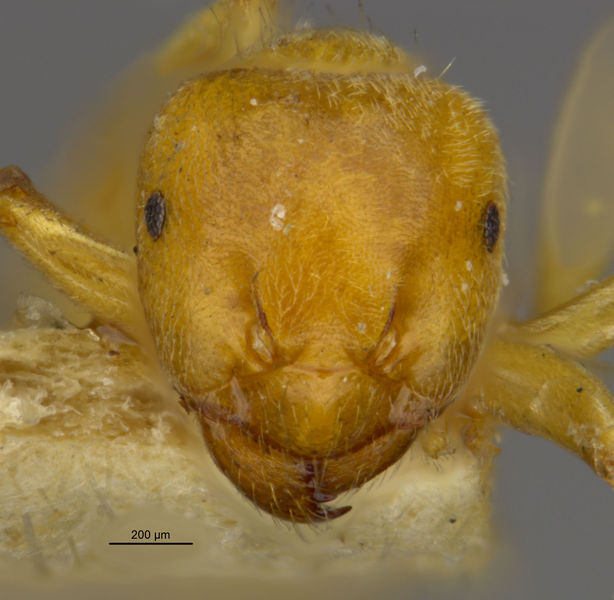 File:MCZ-ENT00021690 Lasius flavus var myops hef.jpg