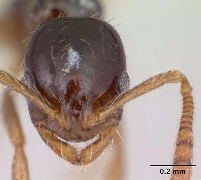 File:Megalomyrmex drifti casent0178670 head 1.jpg