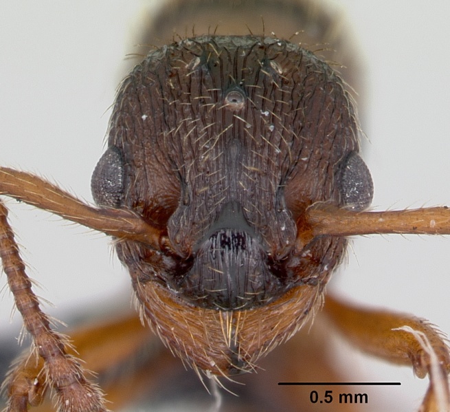 File:Myrmica specioides casent0172727 head 1.jpg