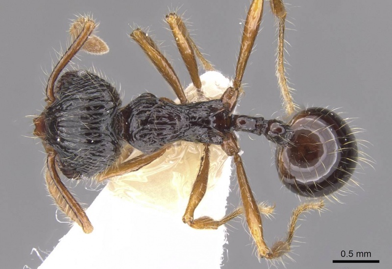 File:Perissomyrmex monticola casent0913030 d 1 high.jpg