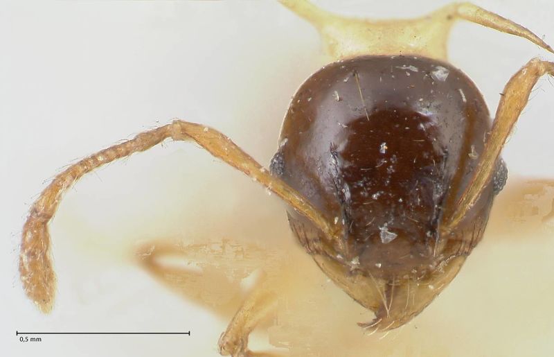 File:Pheidole flavothoracica focol1568 h 1 high.jpg