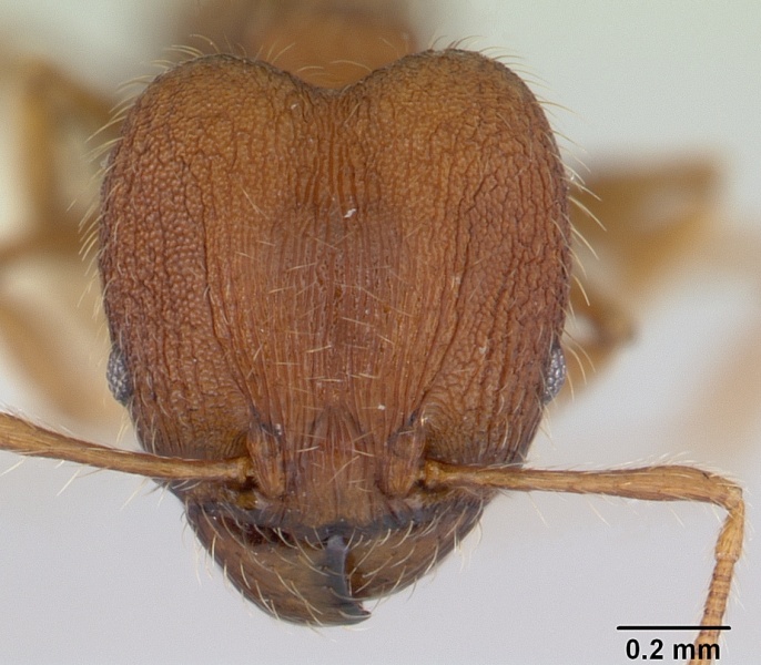 File:Pheidole lignicola casent0178033 head 1.jpg