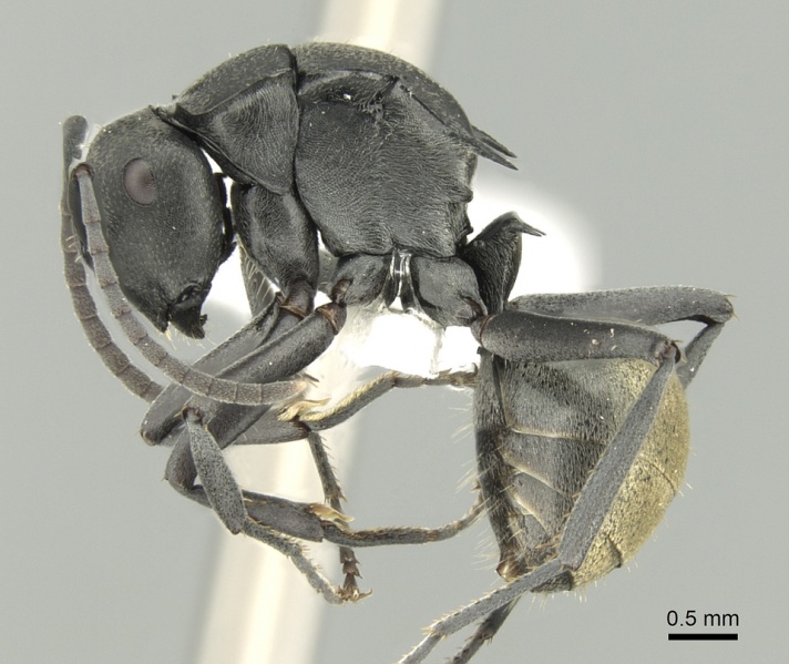 File:Polyrhachis tubifera casent0906595 p 1 high.jpg