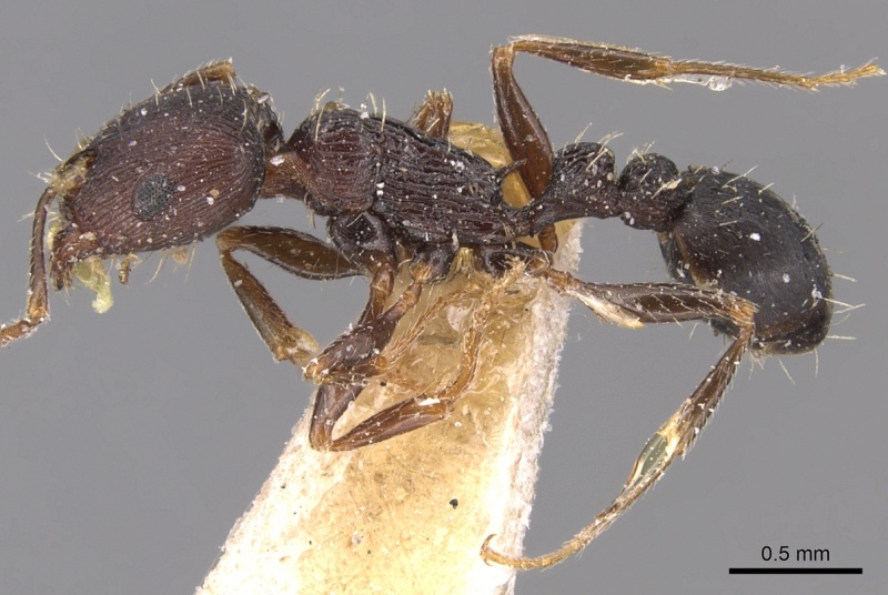 File:Tetramorium schneideri casent0904828 p 1 high.jpg