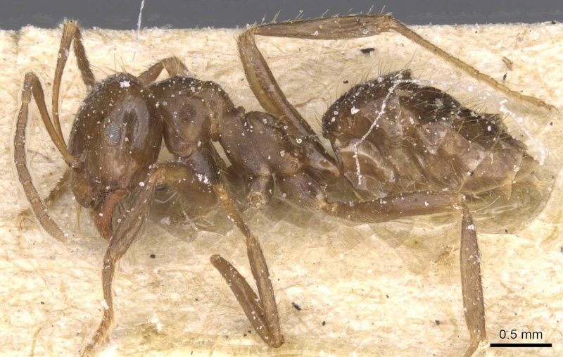 File:Brachymyrmex pilipes casent0911610 p 1 high.jpg