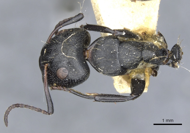 File:Camponotus lamborni casent0903489 d 1 high.jpg