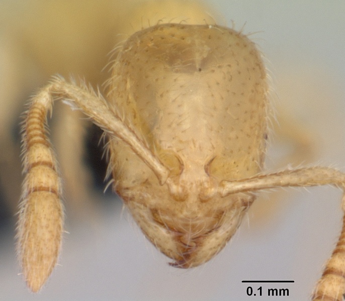 File:Monomorium cryptobium casent0060392 head 1.jpg