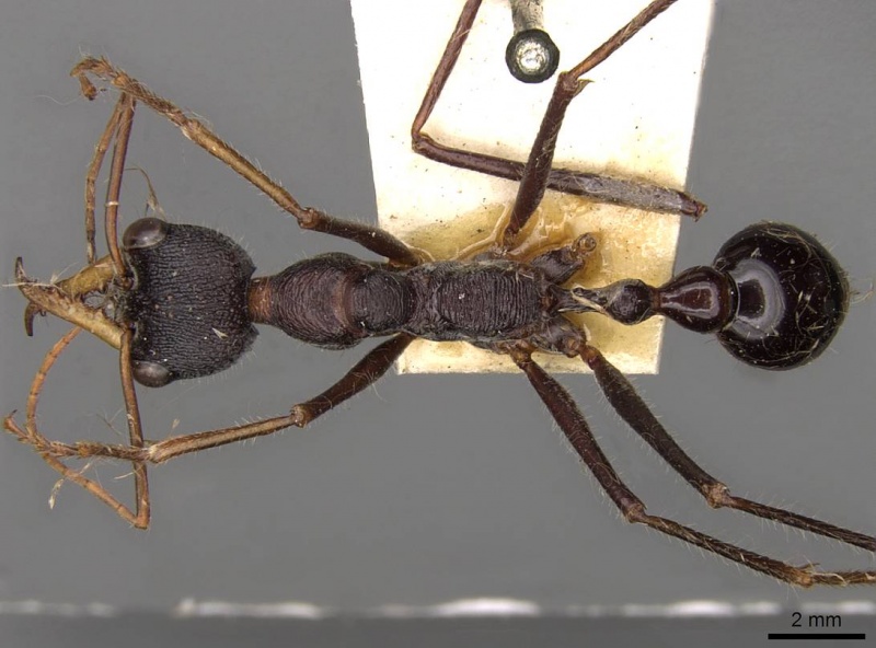 File:Myrmecia arnoldi casent0914017 d 1 high.jpg