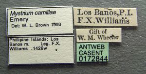 Mystrium camillae casent0172844 label 1.jpg