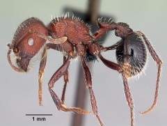 Pogonomyrmex inermis casent0102694 profile 1.jpg