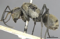 Polyrhachis eudora casent0901838 p 1 high.jpg