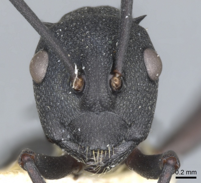 File:Polyrhachis xanthippe casent0903385 h 1 high.jpg