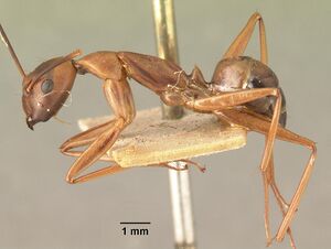 Camponotus maculatus casent0101339 profile 1.jpg