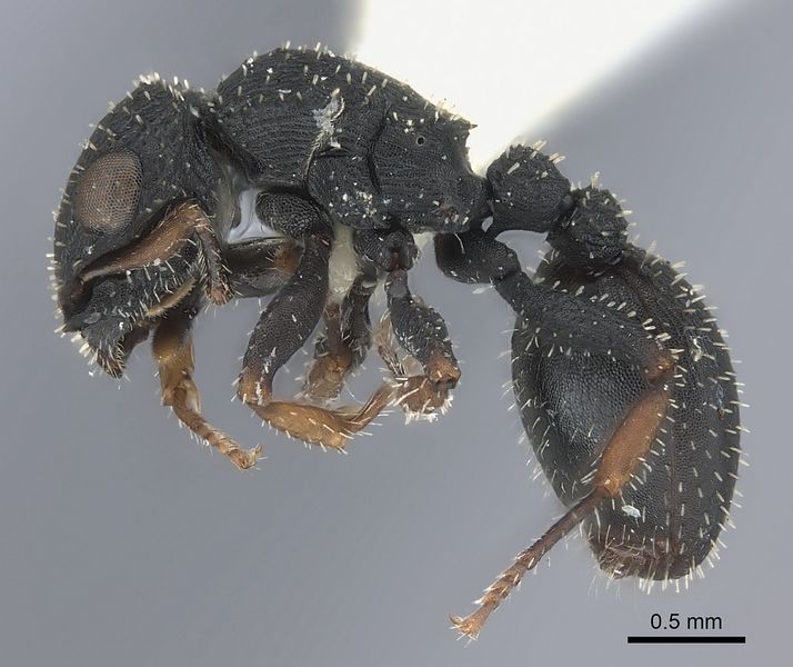 File:Cataulacus granulatus P casent0217823.jpg