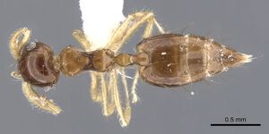 Crematogaster snellingi jtlc000001421 d 1 high.jpg