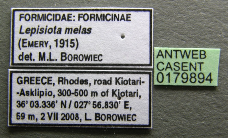 File:Lepisiota melas casent0179894 l 1 high.jpg