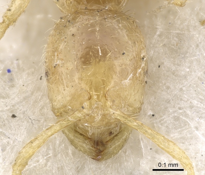 File:Monomorium australicum casent0902225 h 1 high.jpg