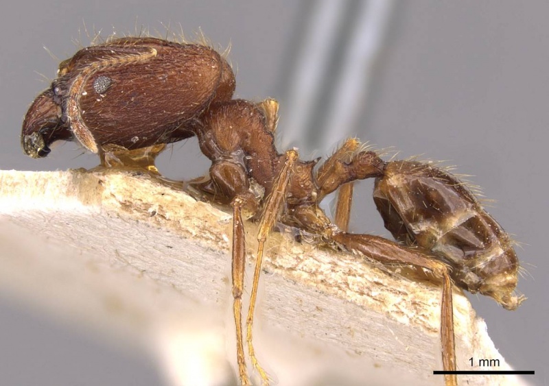 File:Pheidole aglae casent0907856 p 1 high.jpg