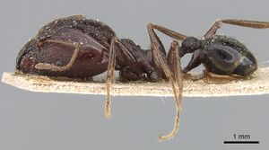 Pheidole crassinoda casent0281183 p 1 high.jpg