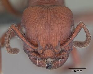 Pogonomyrmex uruguayensis casent0103054 head 1.jpg