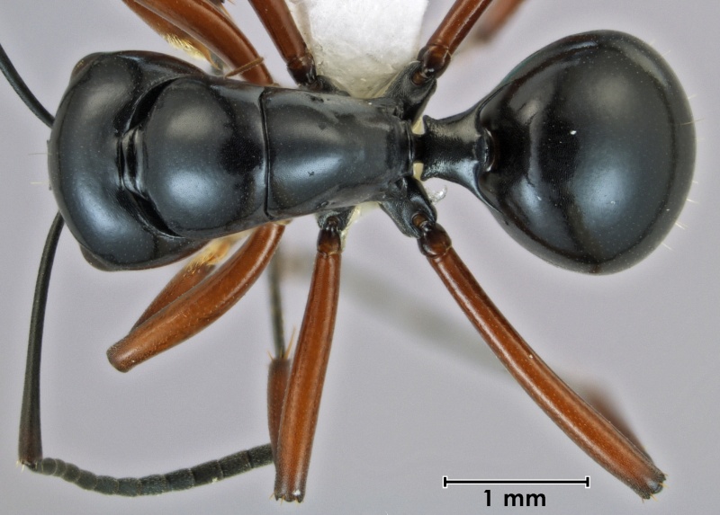 File:Polyrhachis acuminata holotype top.jpg