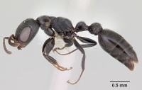 Pseudomyrmex caeciliae casent0103315 profile 1.jpg