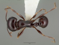 Tetramorium barbigerum castype13386 dorsal 1.jpg