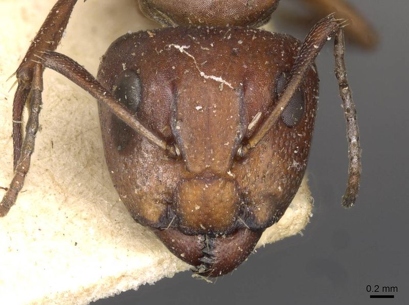 File:Camponotus robecchii rhodesianus casent0910498 h 1 high.jpg