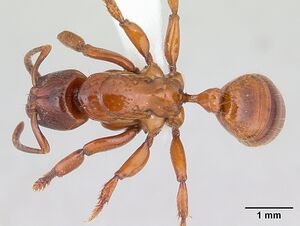 Centromyrmex decessor casent0178745 dorsal 1.jpg