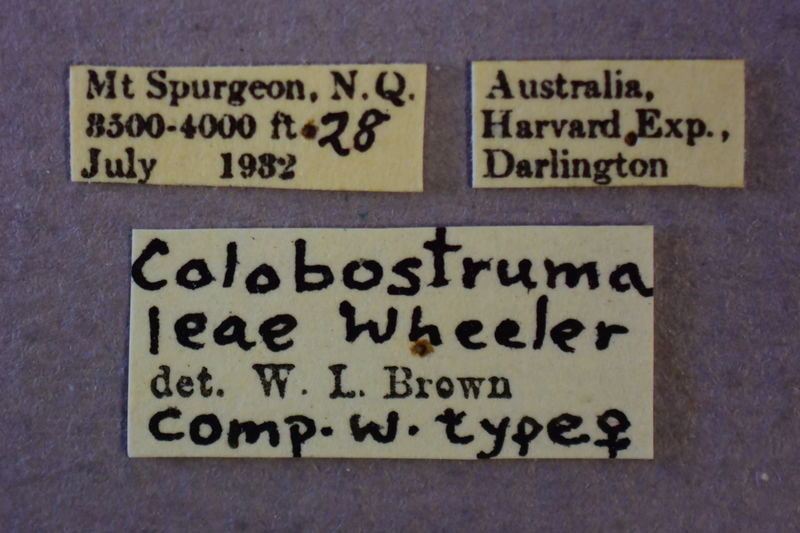 File:Colobostruma leae labels (MCZC).jpg