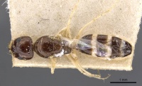 Dorymyrmex alboniger casent0909724 d 1 high.jpg