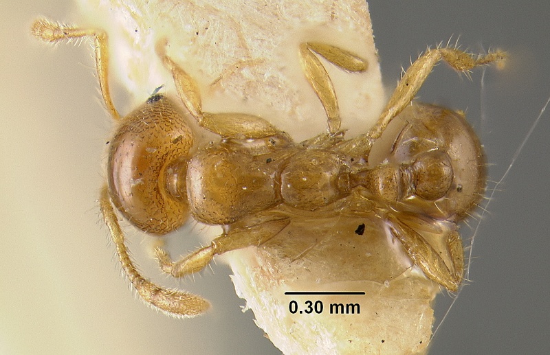 File:MCZ-ENT00020929 Solenopsis huachuana had.jpg