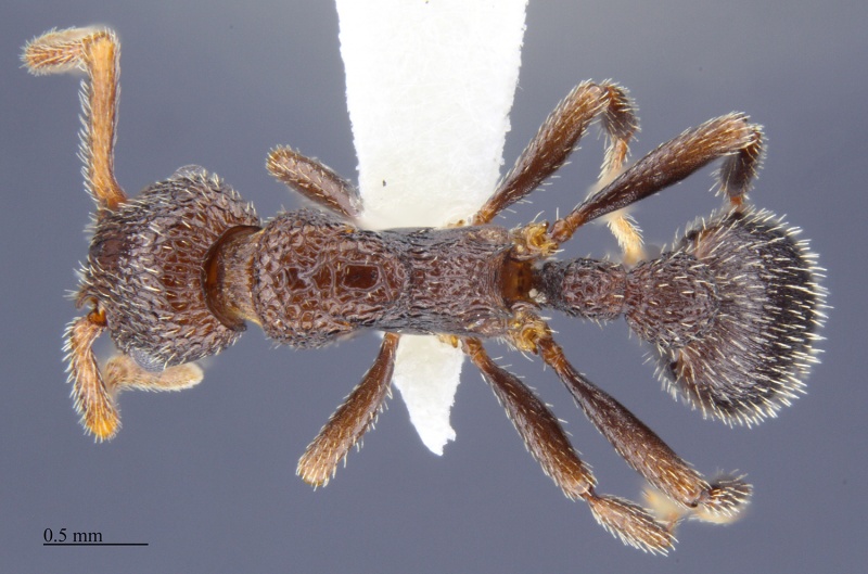 File:MCZ-ENT00674371 Myrmica rugiventris had.jpg